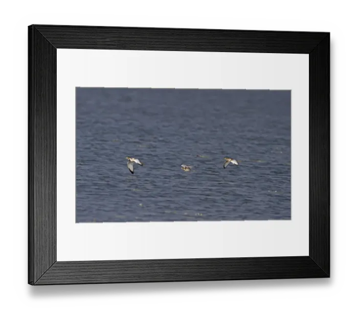 Framed Print : Pheasant-tailed Jacana (Hydrophasianus chirurgus) three adults, non-breeding plumage, in flight over lake, India Framed Print : Pheasant-tailed Jacana (Hydrophasianus chirurgus) three adults, non-breeding plumage, in flight over lake, India