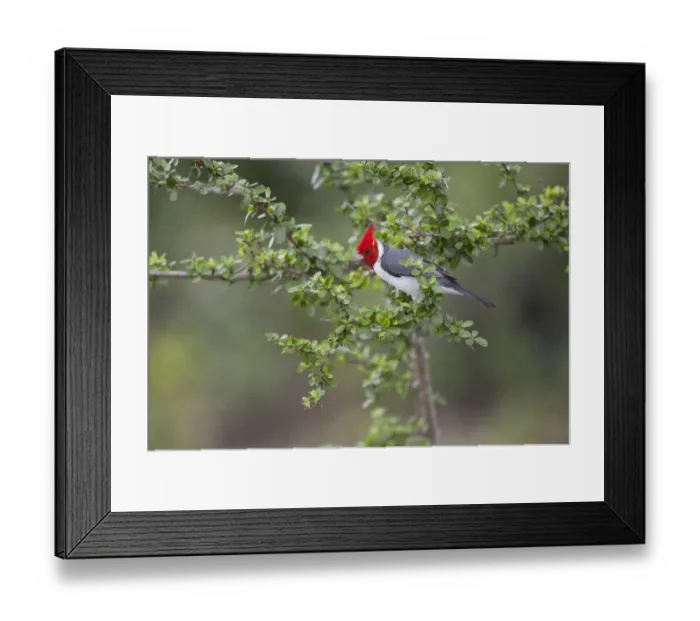 Framed Print : Red-crested Cardinal (Paroaria coronata) adult, perched on twig, Pantanal, Mato Grosso, Brazil