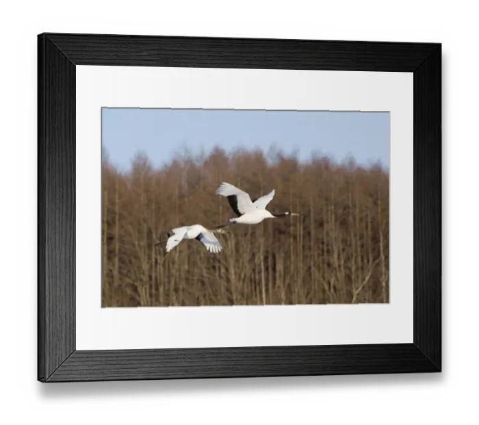 Framed Print : Japanese Red-crowned Crane (Grus japonensis) adult and juvenile, in flight, Akan, Hokkaido, Japan, winter Framed Print : Japanese Red-crowned Crane (Grus japonensis) adult and juvenile, in flight, Akan, Hokkaido, Japan, winter