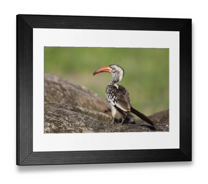 Framed Print : Red-billed Hornbill (Tockus erythrorhynchus) adult, with mud in beak, collecting material for nesthole, Okavango Delta, Botswana Framed Print : Red-billed Hornbill (Tockus erythrorhynchus) adult, with mud in beak, collecting material for nesthole, Okavango Delta, Botswana
