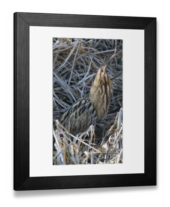 Framed Print : Great Bittern (Botaurus stellaris) adult, standing in reedbed, Norfolk, England, winter Framed Print : Great Bittern (Botaurus stellaris) adult, standing in reedbed, Norfolk, England, winter
