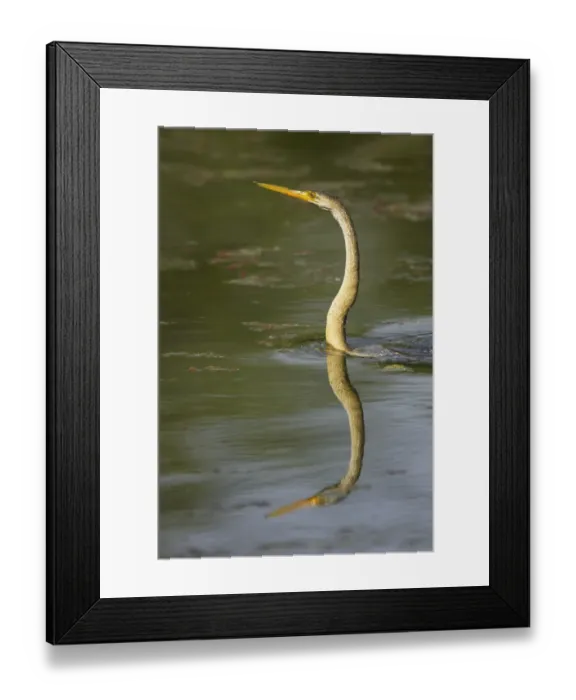 Framed Print : Oriental Darter (Anhinga melanogaster) juvenile, swimming low in water, Keoladeo Ghana N. P. (Bharatpur), Rajasthan, India Framed Print : Oriental Darter (Anhinga melanogaster) juvenile, swimming low in water, Keoladeo Ghana N. P. (Bharatpur), Rajasthan, India
