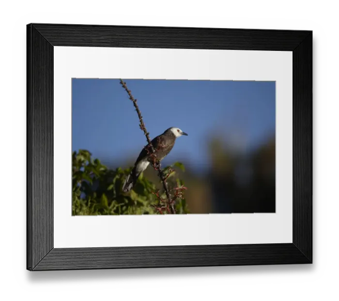Framed Print : Northern White-rumped Babbler (Turdoides leucopygia) adult, perched on stem with thorns, Bale Mountains, Oromia, Ethiopia Framed Print : Northern White-rumped Babbler (Turdoides leucopygia) adult, perched on stem with thorns, Bale Mountains, Oromia, Ethiopia