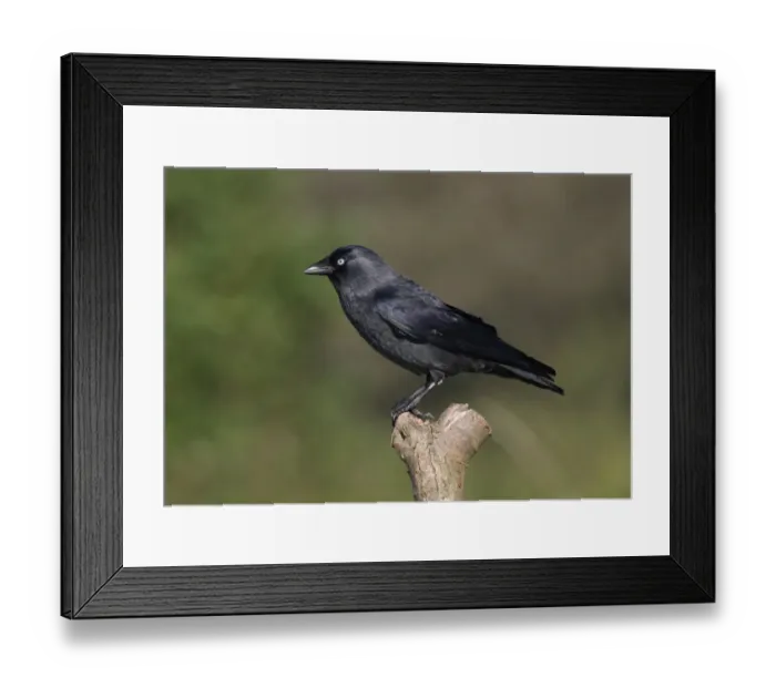 Framed Print : Jackdaw (Corvus monedula) adult, perched on post, Norfolk, England, september