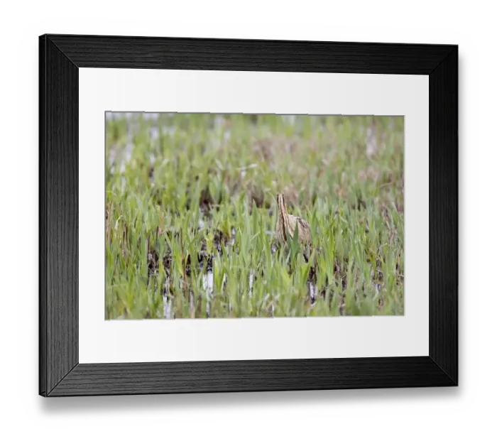 Framed Print : Great Bittern (Botaurus stellaris) adult, standing amongst fresh reedbed growth, Minsmere RSPB Reserve, Suffolk, England, april