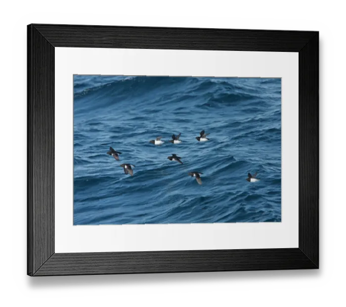 Framed Print : Little Auk (Alle alle) eight adults, summer plumage, flock in flight over sea, Svalbard, june Framed Print : Little Auk (Alle alle) eight adults, summer plumage, flock in flight over sea, Svalbard, june