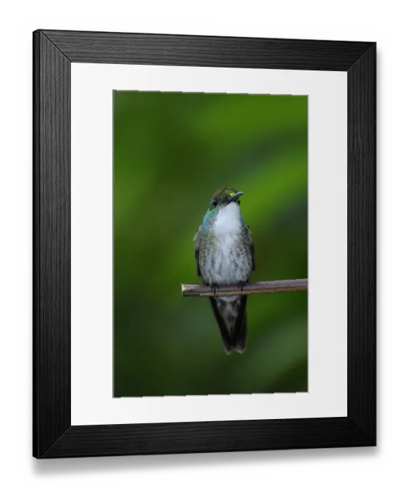 Framed Print : White-chested Emerald (Amazilia chionopectus) adult, perched on twig, Trinidad, Trinidad and Tobago Framed Print : White-chested Emerald (Amazilia chionopectus) adult, perched on twig, Trinidad, Trinidad and Tobago