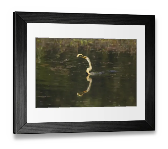 Framed Print : Oriental Darter (Anhinga melanogaster) juvenile, feeding, with fish in beak, swimming low in water, Keoladeo Ghana N. P. (Bharatpur), Rajasthan, India Framed Print : Oriental Darter (Anhinga melanogaster) juvenile, feeding, with fish in beak, swimming low in water, Keoladeo Ghana N. P. (Bharatpur), Rajasthan, India