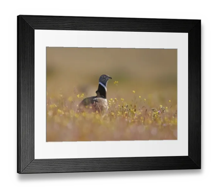 Framed Print : Little Bustard (Tetrax tetrax) adult male, standing amongst wildflowers, Extremadura, Spain, april Framed Print : Little Bustard (Tetrax tetrax) adult male, standing amongst wildflowers, Extremadura, Spain, april