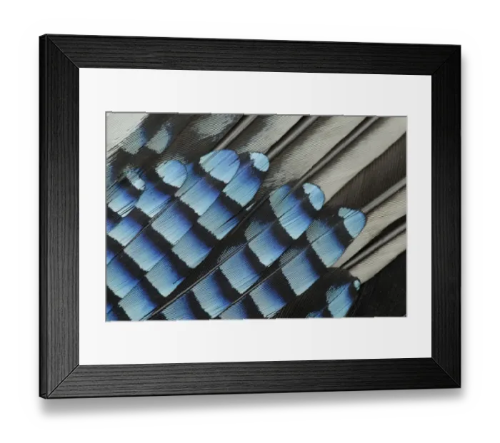 Framed Print : Eurasian Jay (Garrulus glandarius) adult, close-up of wing feathers, Sheffield, South Yorkshire, England, may Framed Print : Eurasian Jay (Garrulus glandarius) adult, close-up of wing feathers, Sheffield, South Yorkshire, England, may