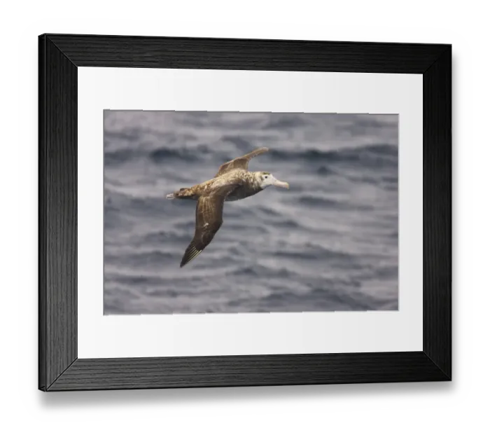 Framed Print : Wandering Albatross (Diomedea exulans) immature, in flight over sea, Drake Passage, Antarctica Framed Print : Wandering Albatross (Diomedea exulans) immature, in flight over sea, Drake Passage, Antarctica