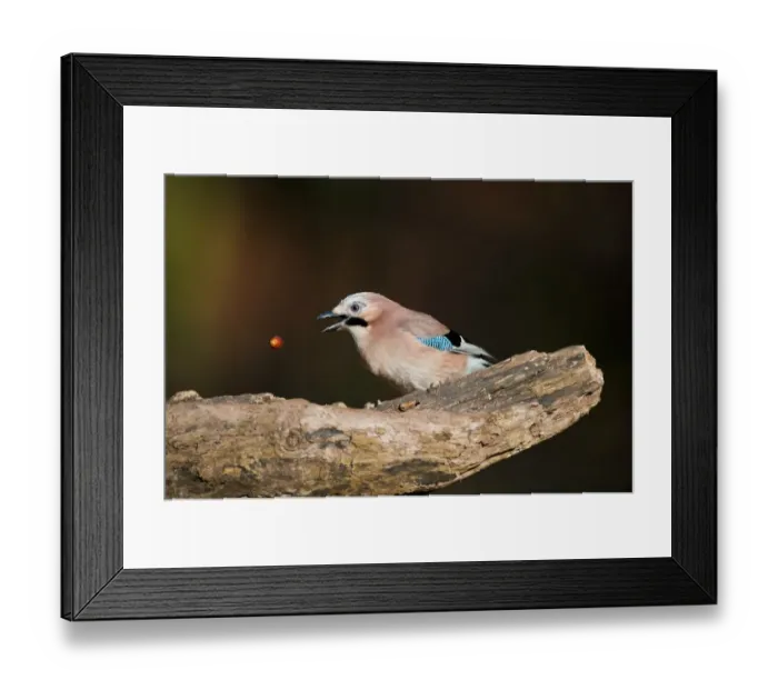 Framed Print : Eurasian Jay (Garrulus glandarius) adult, tossing acorn, perched on log in oak woodland, Norfolk, England, december
