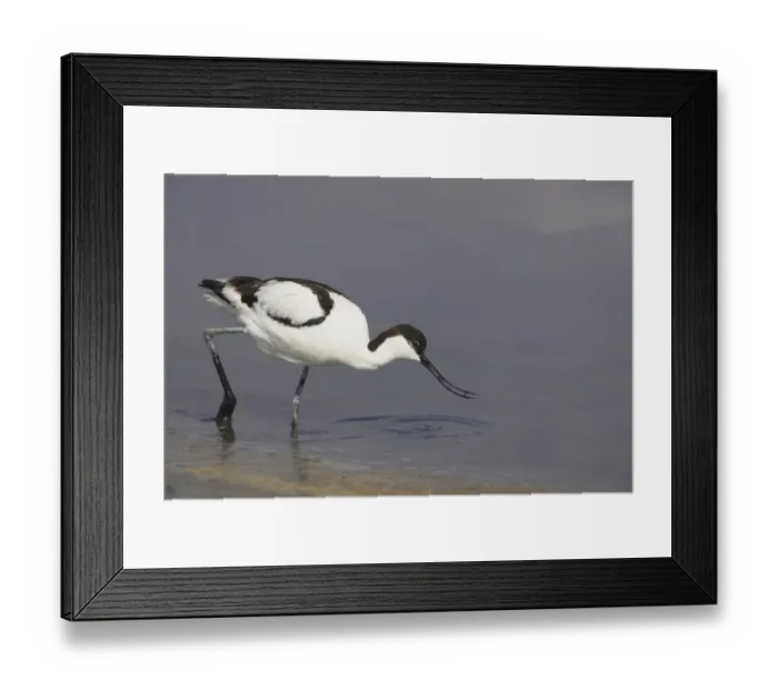 Framed Print : Eurasian Avocet (Recurvirostra avocetta) adult, feeding in shallow water, Texel Island, Netherlands Framed Print : Eurasian Avocet (Recurvirostra avocetta) adult, feeding in shallow water, Texel Island, Netherlands