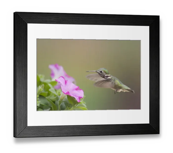 Framed Print : Calliope Hummingbird (Stellula calliope) adult male, in flight, feeding at petunia flower, British Columbia, Canada, may Framed Print : Calliope Hummingbird (Stellula calliope) adult male, in flight, feeding at petunia flower, British Columbia, Canada, may