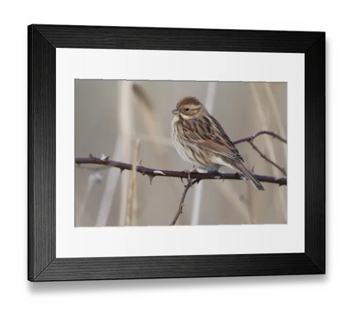 Framed Print : Reed Bunting (Emberiza schoeniclus) adult female, winter plumage, perched on rose stem in reedbed, Midlands, England, january Framed Print : Reed Bunting (Emberiza schoeniclus) adult female, winter plumage, perched on rose stem in reedbed, Midlands, England, january