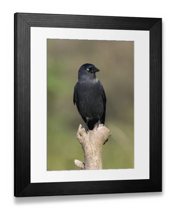 Framed Print : Jackdaw (Corvus monedula) adult, perched on post, Norfolk, England, september Framed Print : Jackdaw (Corvus monedula) adult, perched on post, Norfolk, England, september
