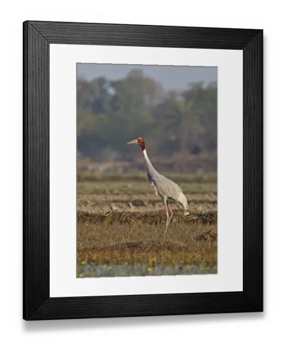 Framed Print : Sarus Crane (Grus antigone) adult, standing in field, Rajasthan, India, january Framed Print : Sarus Crane (Grus antigone) adult, standing in field, Rajasthan, India, january