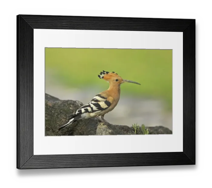 Framed Print : Eurasian Hoopoe (Upupa epops) adult, perched at nestsite, Extremadura, Spain Framed Print : Eurasian Hoopoe (Upupa epops) adult, perched at nestsite, Extremadura, Spain