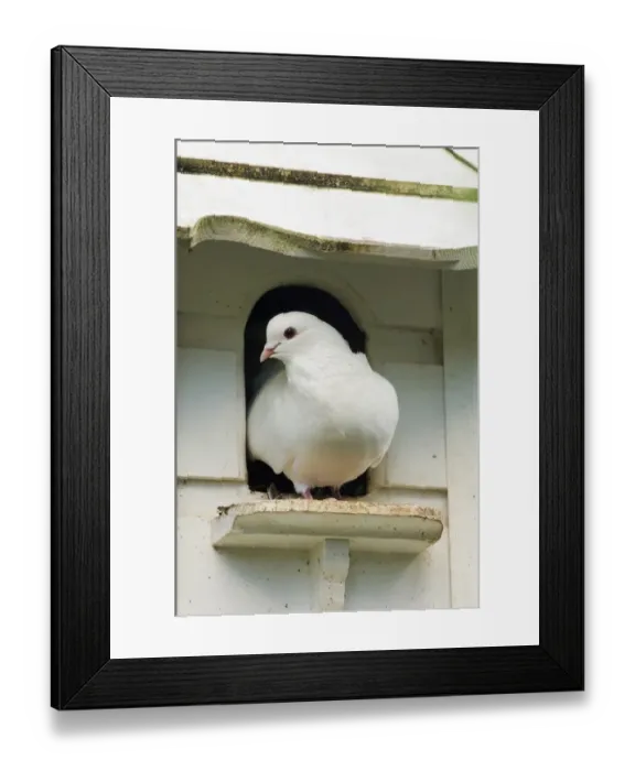 Framed Print : Domestic Dove (Columba sp. ) white fantail, adult, standing at dovecote entrance, Cornwall, England, september