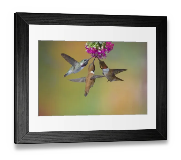 Framed Print : Calliope Hummingbird (Stellula calliope) and Rufous Hummingbird (Selasphorus rufus) three adult males, in flight, feeding at flower, British Columbia, Canada, may Framed Print : Calliope Hummingbird (Stellula calliope) and Rufous Hummingbird (Selasphorus rufus) three adult males, in flight, feeding at flower, British Columbia, Canada, may