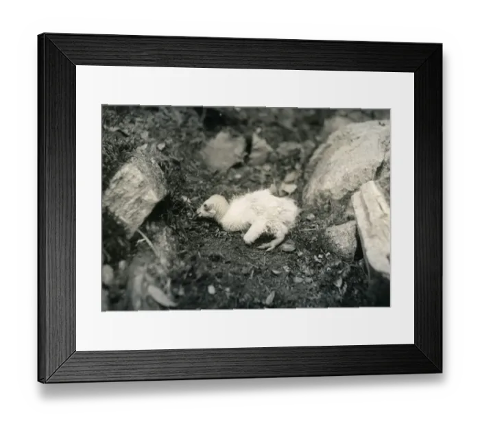 Framed Print : California Condor (Gymnogyps californianus) chick, sitting in nest, photographed before extinction in wild, Los Angeles County, California, U. S. A. 1906 (William L Finley)