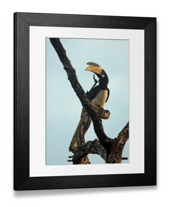 Framed Print : Malabar Pied Hornbill (Anthracoceros coronatus) adult, perched in dead tree, Sri Lanka, december Framed Print : Malabar Pied Hornbill (Anthracoceros coronatus) adult, perched in dead tree, Sri Lanka, december