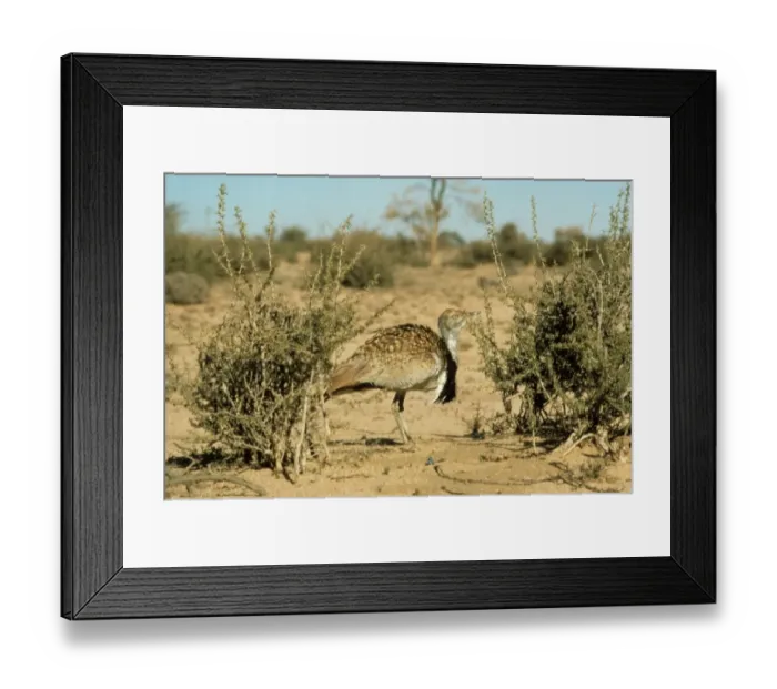 Framed Print : MacQueen's Bustard (Chlamodytes macqueenii) adult, standing in desert, Harrat Al Harrah National Reserve, Saudi Arabia Framed Print : MacQueen's Bustard (Chlamodytes macqueenii) adult, standing in desert, Harrat Al Harrah National Reserve, Saudi Arabia