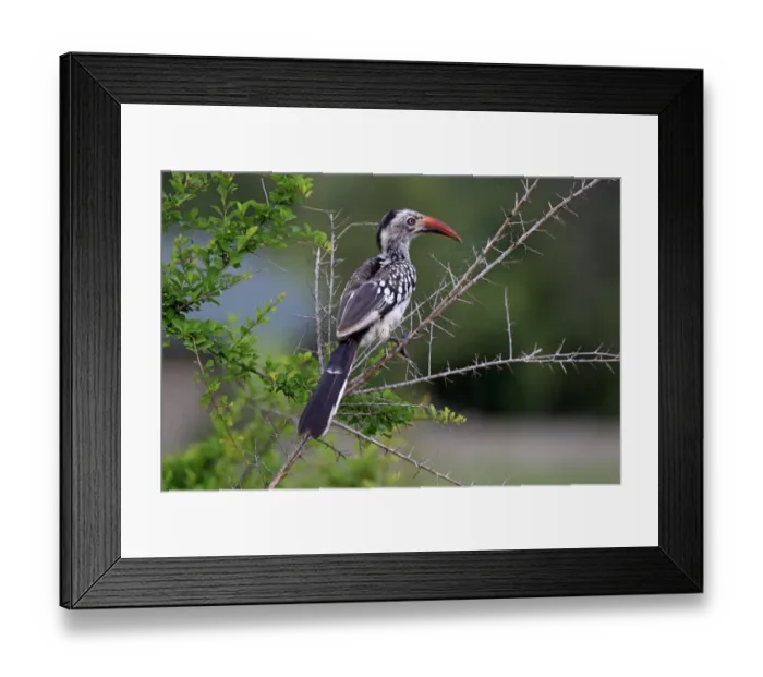 Framed Print : Red-billed Hornbill (Tockus erythrorhynchus) adult, perched on branch, Sabi Sabi Game Reserve, Kruger N. P. South Africa Framed Print : Red-billed Hornbill (Tockus erythrorhynchus) adult, perched on branch, Sabi Sabi Game Reserve, Kruger N. P. South Africa