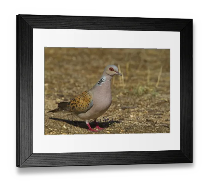 Framed Print : Eurasian Turtle-dove (Streptopelia turtur) adult male, standing on ground, Northern Spain, july