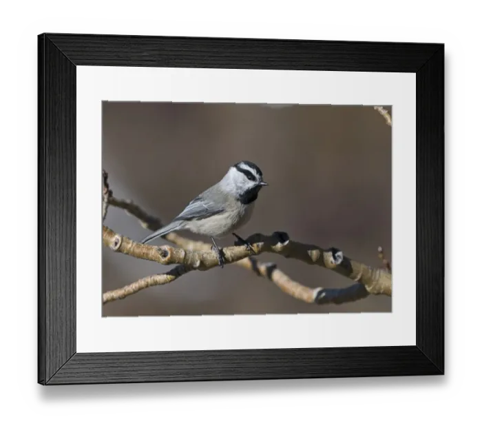 Framed Print : Mountain Chickadee (Parus gambeli) adult, perched on twig, Scandia Crest, near Albuquerque, New Mexico, U. S. A. january Framed Print : Mountain Chickadee (Parus gambeli) adult, perched on twig, Scandia Crest, near Albuquerque, New Mexico, U. S. A. january