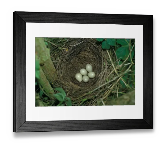 Framed Print : European Jay (Garrulus glandarius) nest and five eggs