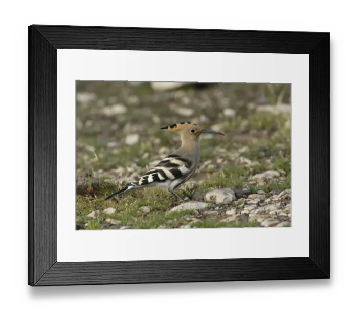 Framed Print : Eurasian Hoopoe (Upupa epops) adult, standing on stony ground, Fuerteventura, Canary Islands, march Framed Print : Eurasian Hoopoe (Upupa epops) adult, standing on stony ground, Fuerteventura, Canary Islands, march