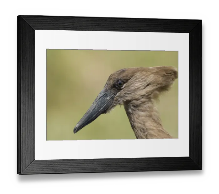 Framed Print : Hamerkop (Scopus umbretta) adult, close-up of head, Masai Mara, Kenya Framed Print : Hamerkop (Scopus umbretta) adult, close-up of head, Masai Mara, Kenya