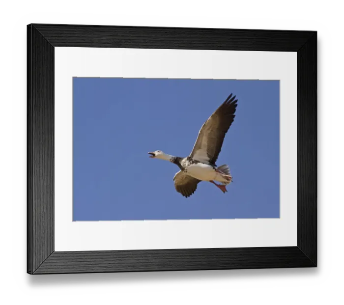 Framed Print : Snow Goose (Chen caerulescens) blue phase, adult, in flight, calling, Bosque del Apache National Wildlife Refuge, New Mexico, U. S. A. november Framed Print : Snow Goose (Chen caerulescens) blue phase, adult, in flight, calling, Bosque del Apache National Wildlife Refuge, New Mexico, U. S. A. november