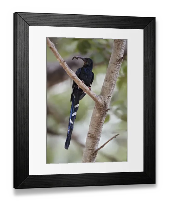 Framed Print : Green Wood Hoopoe (Phoeniculus purpureus) immature, with caterpillar in beak, perched on branch, Niokolo-Koba, Senegal, february Framed Print : Green Wood Hoopoe (Phoeniculus purpureus) immature, with caterpillar in beak, perched on branch, Niokolo-Koba, Senegal, february