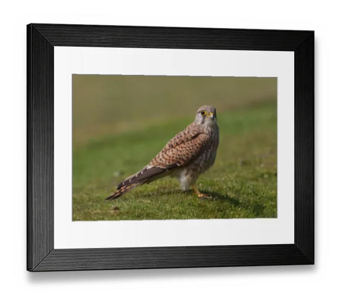 Framed Print : Common Kestrel (Falco tinnunculus) immature male, first summer plumage, standing on short turf, Norfolk, England, april Framed Print : Common Kestrel (Falco tinnunculus) immature male, first summer plumage, standing on short turf, Norfolk, England, april