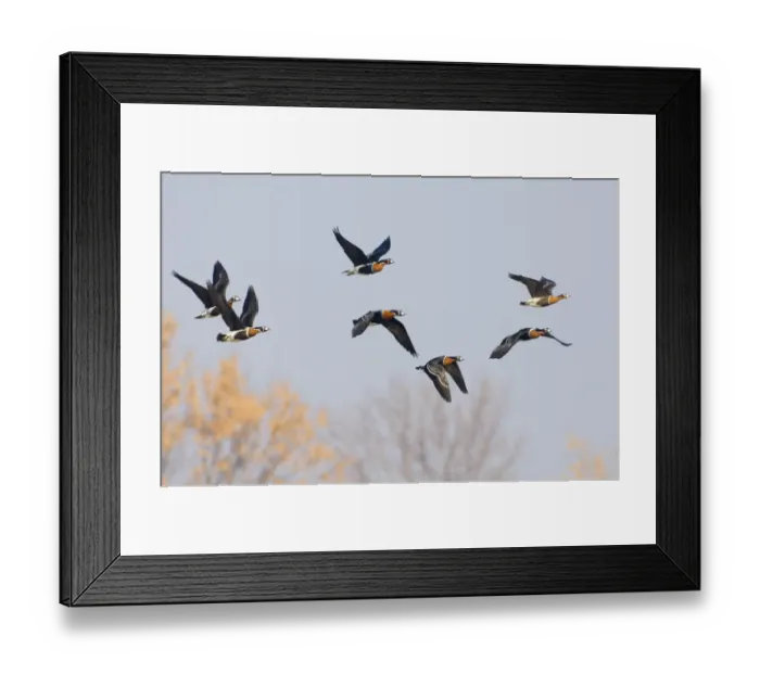 Framed Print : Red-breasted Goose (Branta ruficollis) adults, flock in flight, Durankulak, Dobrich Province, Bulgaria, february Framed Print : Red-breasted Goose (Branta ruficollis) adults, flock in flight, Durankulak, Dobrich Province, Bulgaria, february
