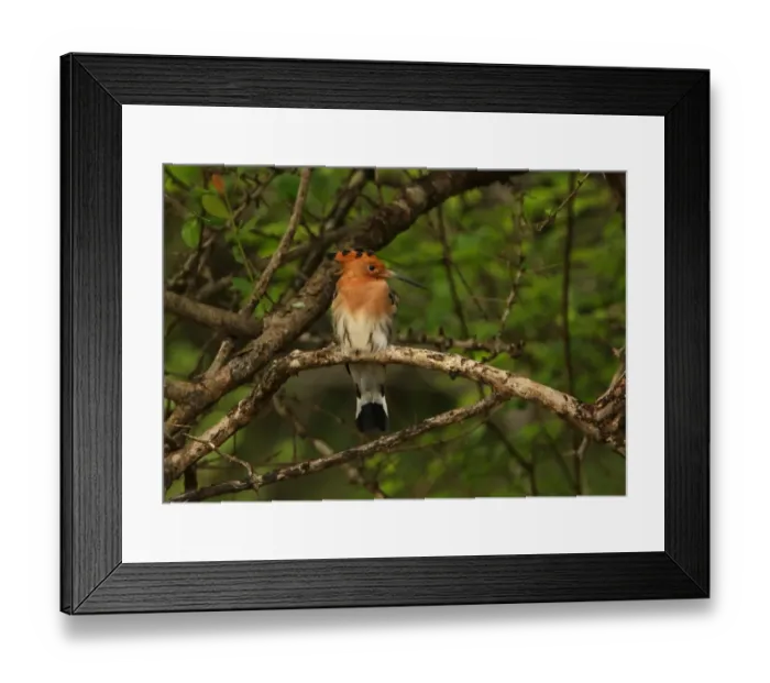Framed Print : Eurasian Hoopoe (Upupa epops) adult male, perched on branch, Sri Lanka, december Framed Print : Eurasian Hoopoe (Upupa epops) adult male, perched on branch, Sri Lanka, december