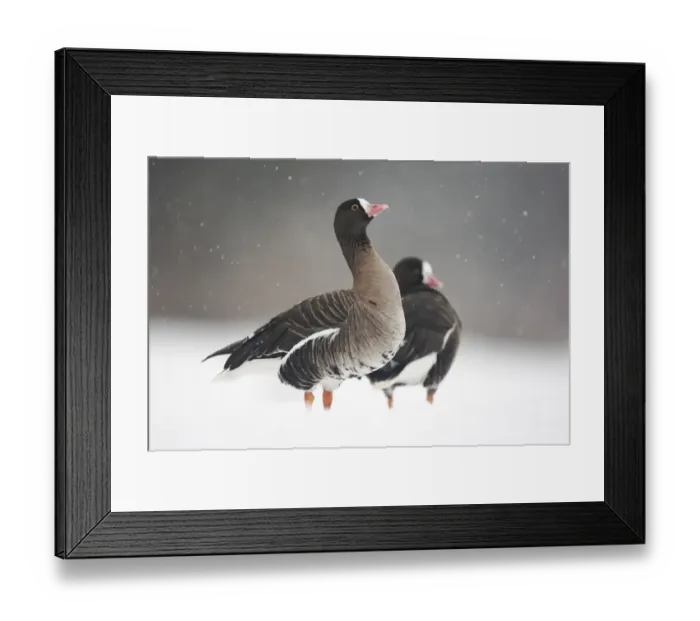 Framed Print : Lesser White-fronted Goose (Anser erythropus) two adults, standing on snow during snowstorm, Slimbridge Wildfowl and Wetlands Trust, january (captive) Framed Print : Lesser White-fronted Goose (Anser erythropus) two adults, standing on snow during snowstorm, Slimbridge Wildfowl and Wetlands Trust, january (captive)