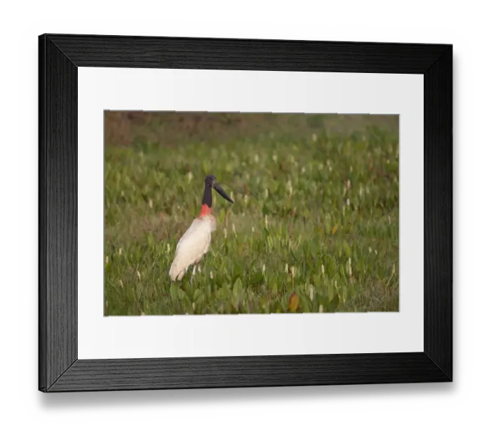 Framed Print : Jabiru (Jabiru mycteria) adult, standing in swamp, Pantanal, Mato Grosso, Brazil