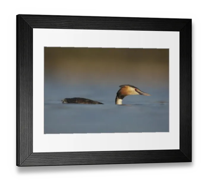 Framed Print : Great Crested Grebe (Podiceps cristatus) adult, swimming on lake, Derbyshire, England, march