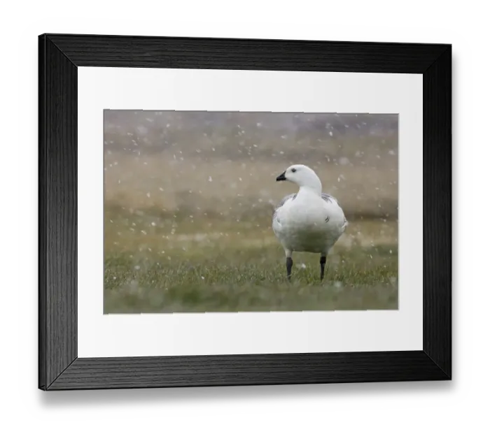 Framed Print : Upland Goose (Chloephaga picta) adult male, standing on grass during snowfall, Sea Lion Island, Falkland Islands, november Framed Print : Upland Goose (Chloephaga picta) adult male, standing on grass during snowfall, Sea Lion Island, Falkland Islands, november