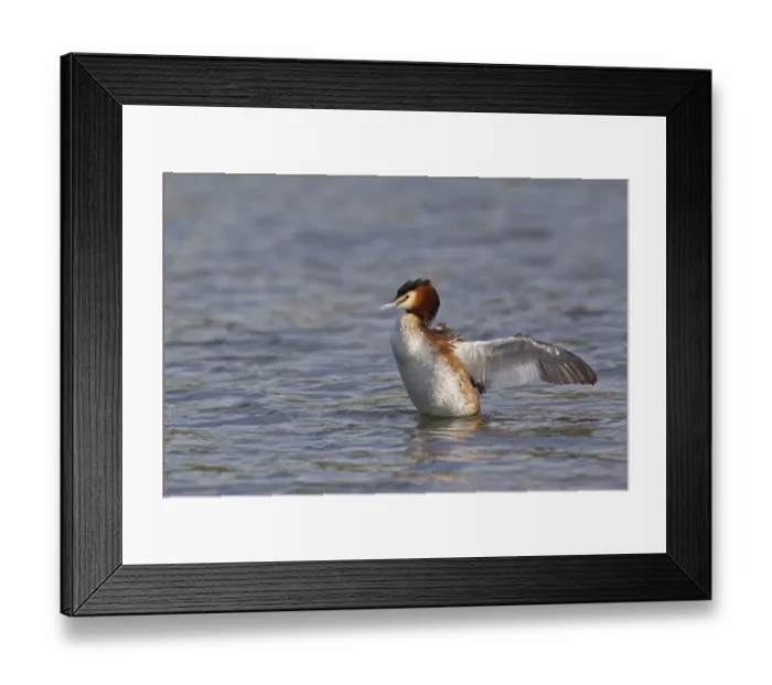 Framed Print : Great Crested Grebe (Podiceps cristatus) adult, wing stretching and flapping after preening on water, River Thames, Henley-on-Thames, Thames Valley, Oxfordshire, England, april Framed Print : Great Crested Grebe (Podiceps cristatus) adult, wing stretching and flapping after preening on water, River Thames, Henley-on-Thames, Thames Valley, Oxfordshire, England, april