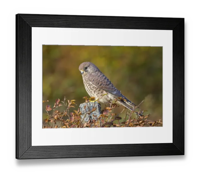 Framed Print : Common Kestrel (Falco tinnunculus) adult female, perched on fencepost amongst Common Beech (Fagus sylvatica) leaves in autumn colour, Berwickshire, Scottish Borders, Scotland, october (captive) Framed Print : Common Kestrel (Falco tinnunculus) adult female, perched on fencepost amongst Common Beech (Fagus sylvatica) leaves in autumn colour, Berwickshire, Scottish Borders, Scotland, october (captive)