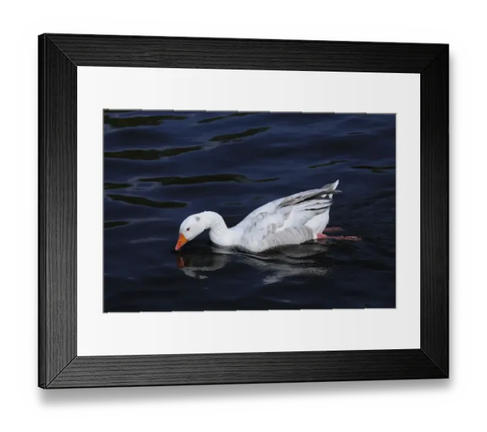 Framed Print : Domestic Goose, feral adult, swimming on river, River Thames, Oxfordshire, England, april Framed Print : Domestic Goose, feral adult, swimming on river, River Thames, Oxfordshire, England, april