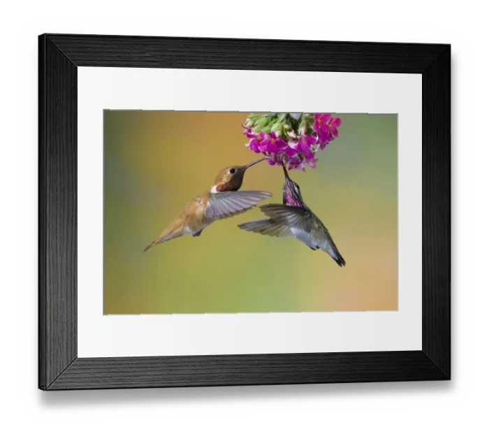 Framed Print : Rufous Hummingbird (Selasphorus rufus) and Calliope Hummingbird (Stellula calliope) two adult males, in flight, feeding at flower, British Columbia, Canada, may Framed Print : Rufous Hummingbird (Selasphorus rufus) and Calliope Hummingbird (Stellula calliope) two adult males, in flight, feeding at flower, British Columbia, Canada, may