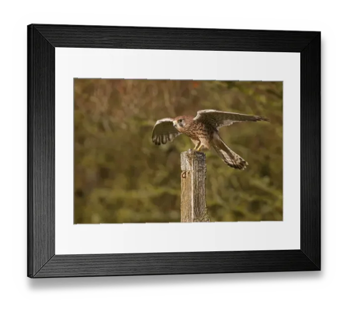 Framed Print : Common Kestrel (Falco tinnunculus) adult female, perched on fencepost with open raised wings, Berwickshire, Scottish Borders, Scotland, october (captive) Framed Print : Common Kestrel (Falco tinnunculus) adult female, perched on fencepost with open raised wings, Berwickshire, Scottish Borders, Scotland, october (captive)