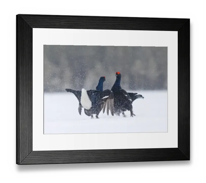 Framed Print : Black Grouse (Tetrao tetrix) two adult males, fighting at lek in snow, Finland, march Framed Print : Black Grouse (Tetrao tetrix) two adult males, fighting at lek in snow, Finland, march