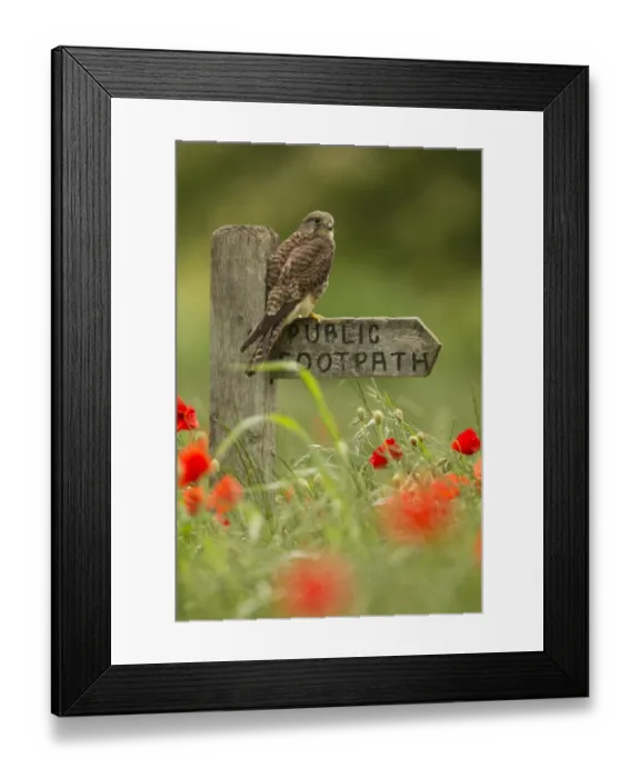 Framed Print : Common Kestrel (Falco tinnunculus) adult female, perched on public footpath sign amongst flowering poppies in field, South Yorkshire, England, june, (captive) Framed Print : Common Kestrel (Falco tinnunculus) adult female, perched on public footpath sign amongst flowering poppies in field, South Yorkshire, England, june, (captive)