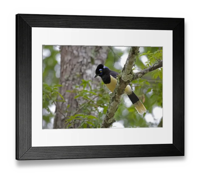 Framed Print : Plush-crested Jay (Cyanocorax chrysops) adult, perched on branch, Iguacu N. P. Parana, Brazil